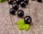 Black Currant